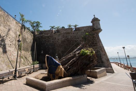 Uprooted tree by high winds of Hurricane Maria in Felipe Del Morro Fortress