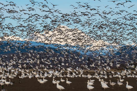 Snow Geese flying over Skagit Valley, WA during their annual migration.
