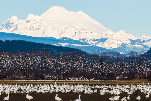Snow Geese Feeding during their annual migration in Skagit Valley, WA