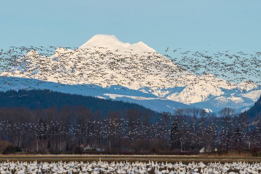 Snow Geese flying over Skagit Valley, WA