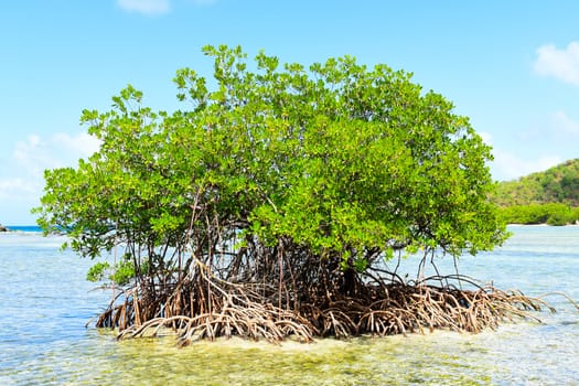 Tree growing in salt water lagoon in the British Virgin Islands