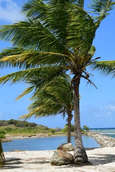 Palm tree against blue sky in British Virgin Islands