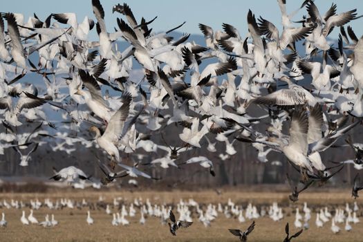 Snow Geese flying over Skagit Valley, WA