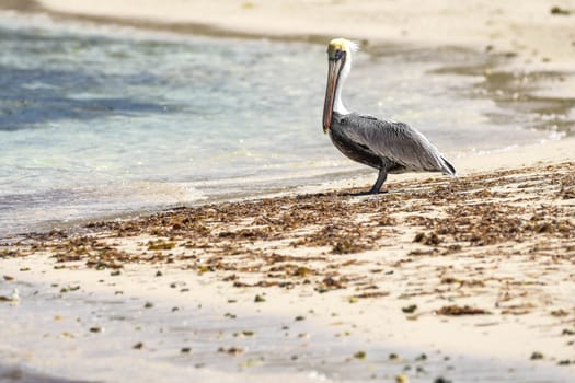 Pelican standing among dried seaweed bits on British Virgin Islands Beach