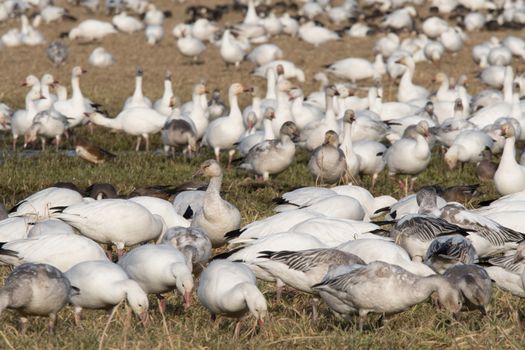 Snow Geese feeding in Skagit Valley, WA