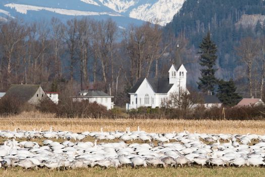 Snow Geese feeding in Skagit Valley, WA with church in the background
