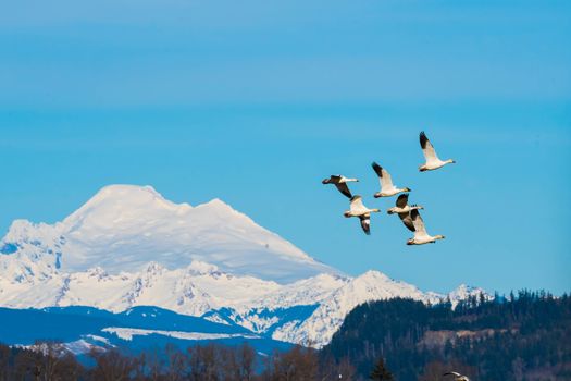 Trumpeter Swans in Flight against a clear blue sky in Washington's Skagit Valley with Mount Baker in the background