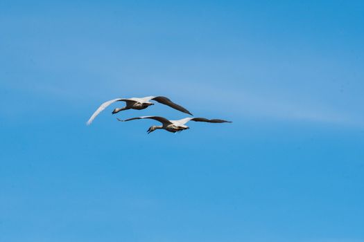 Trumpeter Swans in Flight against a clear blue sky in Washington's Skagit Valley