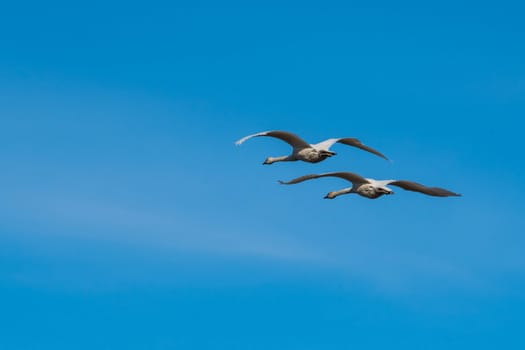 Trumpeter Swans in Flight against a clear blue sky in Washington's Skagit Valley