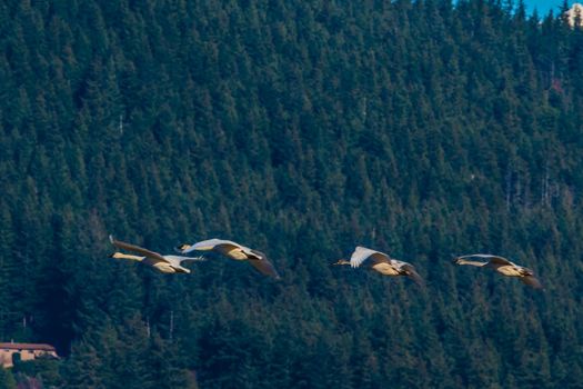 Group of Trumpeter Swans flying past wooded hillside in Washington State's Skagit Valley