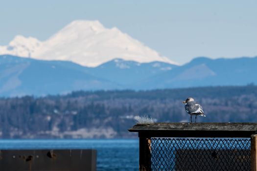 Seagull shown on railing with Port Gardner Bay and Moun t Baker in background