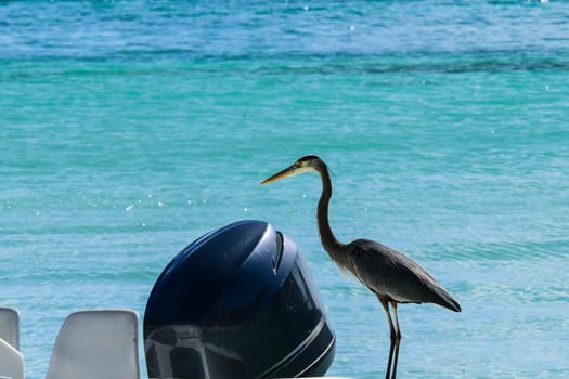 Great Blue Heron landed on deck of boat in Caribbean
