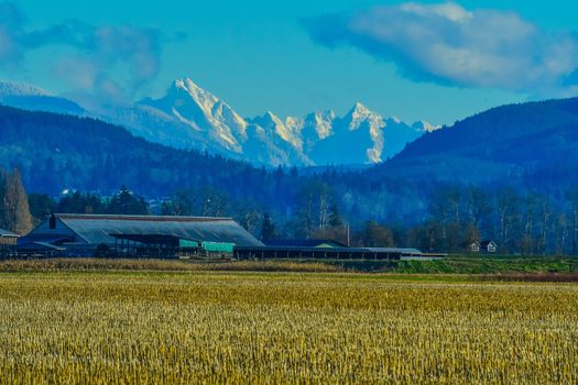 North Cascade Mountains viewed across field of wheat in Skagit Valley
