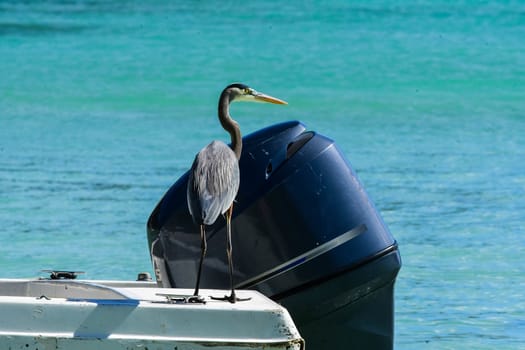 Great Blue Heron landed on deck of boat in Caribbean