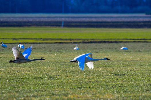 Trumpeter Swans in Flight against a clear blue sky in Washington's Skagit Valley