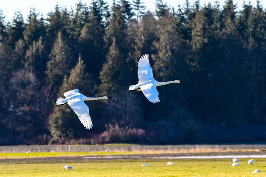 trumpeter Swan in flight against clear blue sky over Skagit Valley, WA