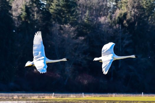 trumpeter Swan in flight against clear blue sky over Skagit Valley, WA