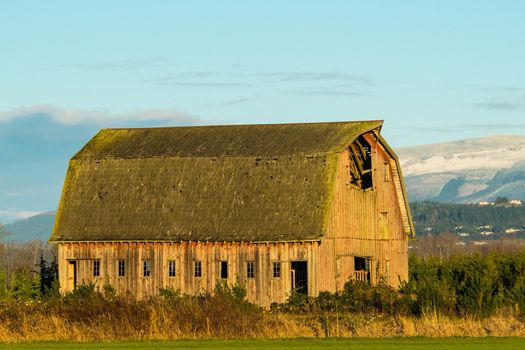 Old barn standing in field of overgrowth in Washington's Skagit Valley