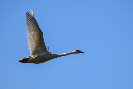 Trumpeter Swan in Flight against a clear blue sky in Washington's Skagit Valley