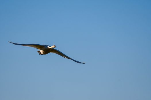 Trumpeter Swan in Flight against a clear blue sky in Washington's Skagit Valley