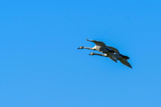 Trumpeter Swans in Flight against a clear blue sky in Washington's Skagit Valley