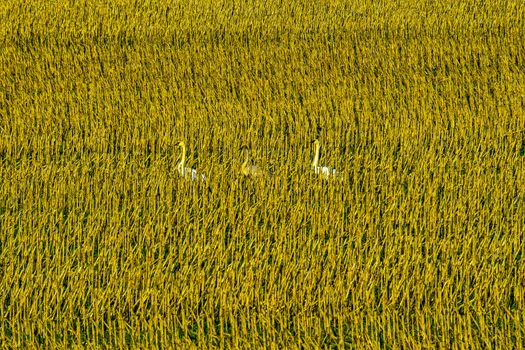 Trumpeter swans walking through harvested corn stocks, Skagit Valley, WA