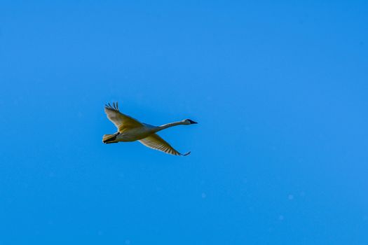 Trumpeter Swan in Flight against a clear blue sky in Washington's Skagit Valley