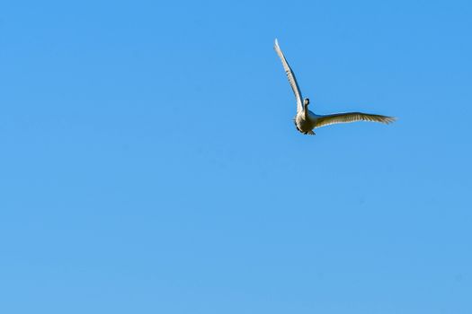 Trumpeter Swan in Flight against a clear blue sky in Washington's Skagit Valley