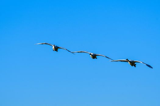 Trumpeter Swans in Flight against a clear blue sky in Washington's Skagit Valley