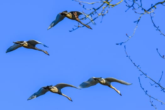 Trumpeter Swans in Flight against a clear blue sky in Washington's Skagit Valley