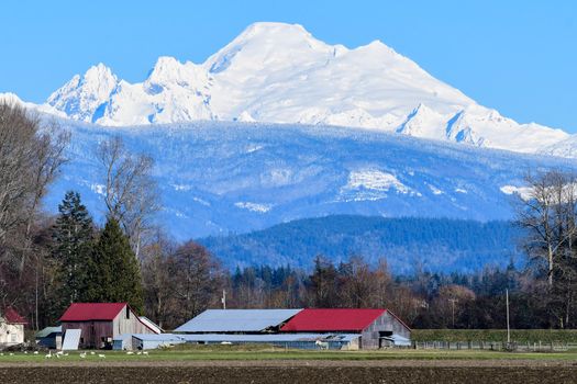 Red roofed barn on Skagit Valley farm land under clear, blue sky