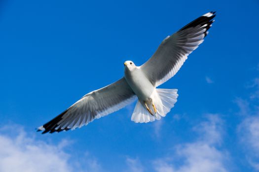 Seagull is  flying in sky over the sea waters