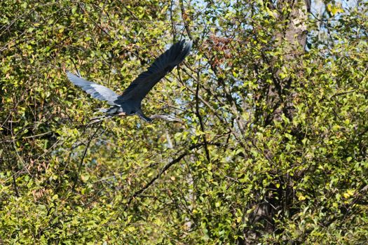 Great Blue Herron in Flight over Jetty Island, Everetty, WA