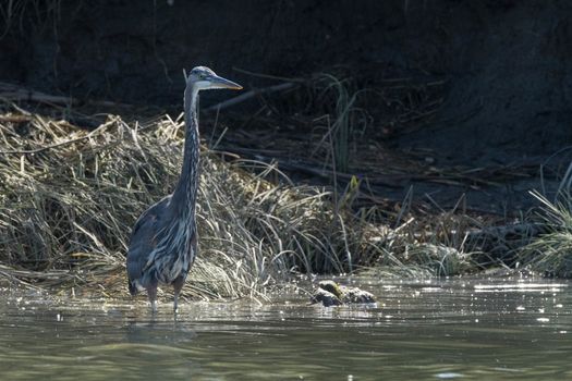 Great Blue Herron in Water near Jetty Island, Everetty, WA