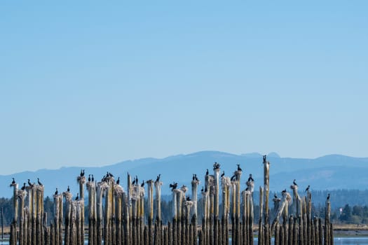 These cormorants can always be found nesting and roosting on these pilings in Steamboat Slough, Everett, WA
