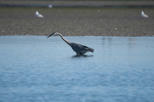 Great Blue Herron in Water near Jetty Island, Everetty, WA