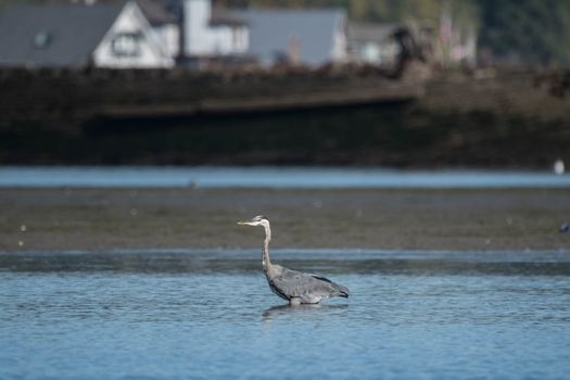 Great Blue Herron in Water near Jetty Island, Everetty, WA