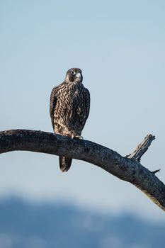 Peregrin perched on branch over Jetty Island Beach