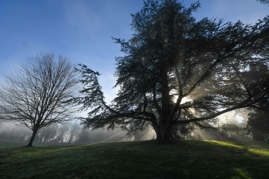 Morning sun shining through trees, casting shadows on the fog
