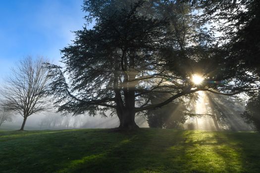 Morning sun shining through trees, casting shadows on the fog