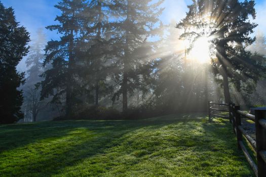 Morning sun shining through trees, casting shadows on the fog