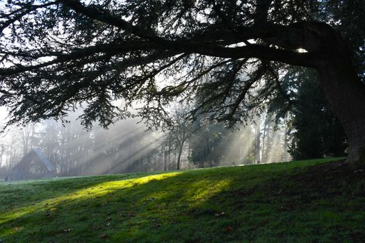 Morning sun shining through trees, casting shadows on the fog