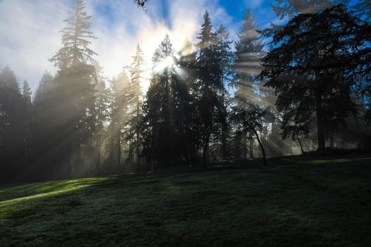 Morning sun shining through trees, casting shadows on the fog