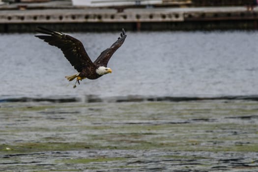Bald Eagle fishing in Makah Harbor in Sequim, Washington