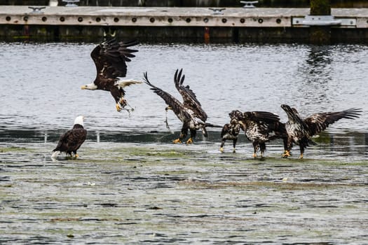 Eagles fishing in Makah Harbor in Sequim, Washington
