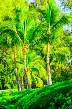 Scene on Maui of Palm trees and other vegetation on sunny day