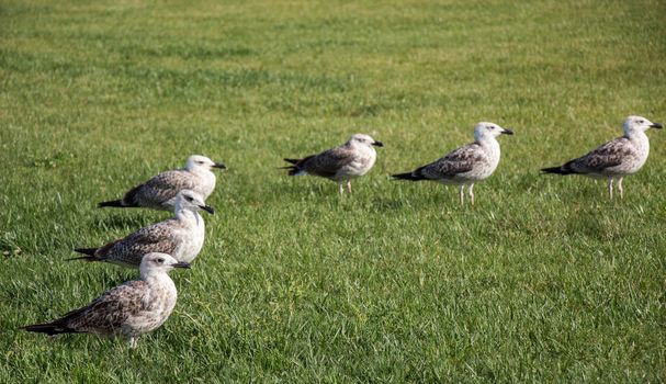 Beautiful seaside bird seagulls on the green grass