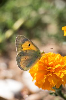 Beautiful butterfly perching on flower on nature background