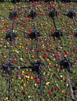 Blooming spring  flowers as a colorful background