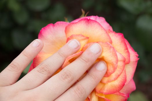 Hand holding a  colorful Rose Flower